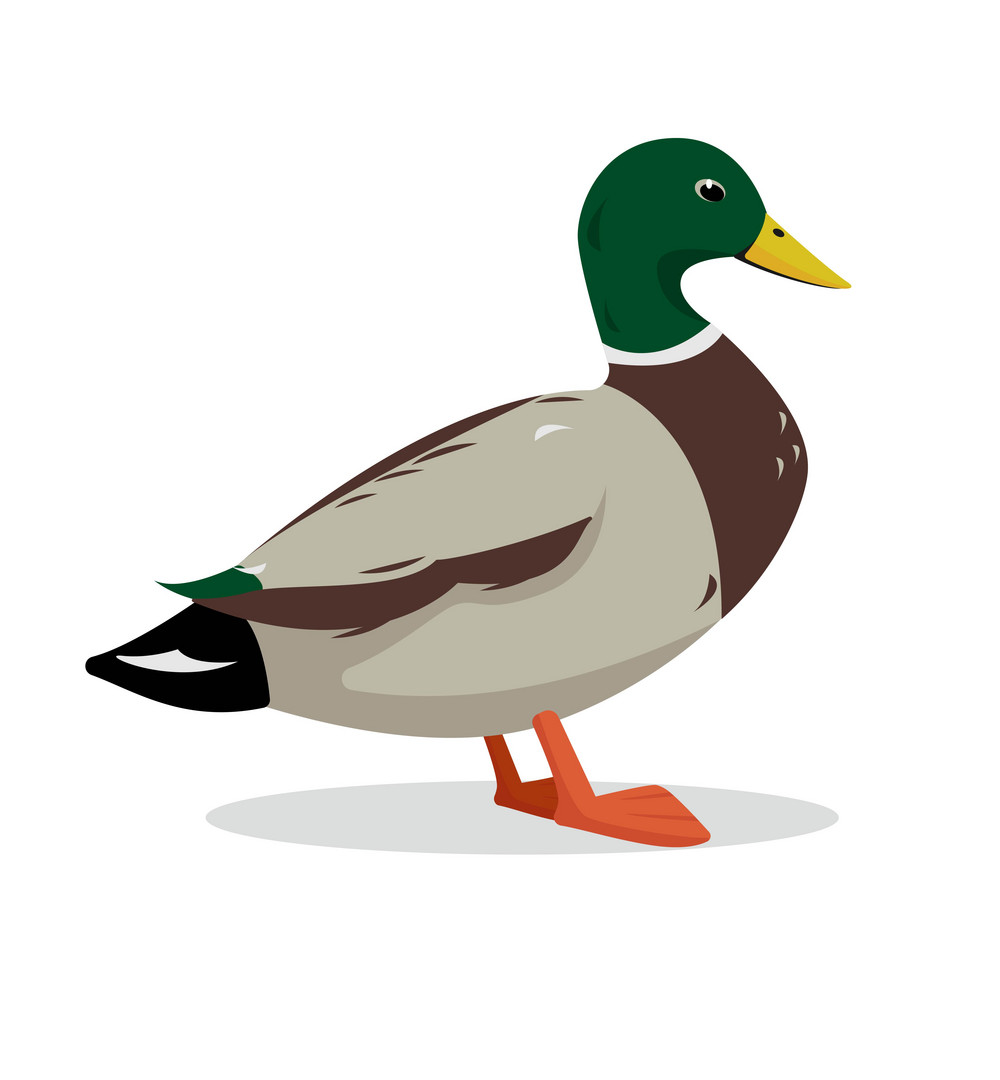 Mallard